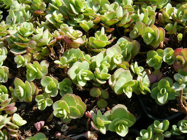Sedum cyaneum