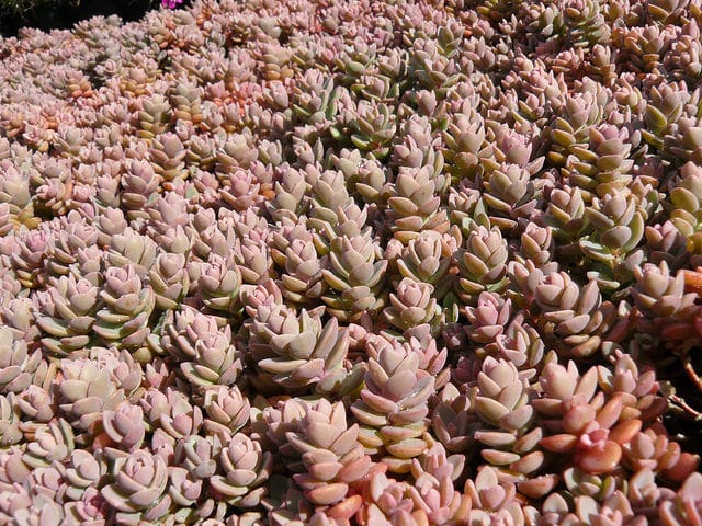 Sedum cyaneum (Sedum cyaneum)