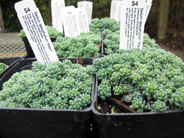Orpin à feuilles épaisses (Sedum dasyphyllum)