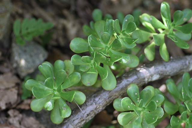 Sedum dendroideum