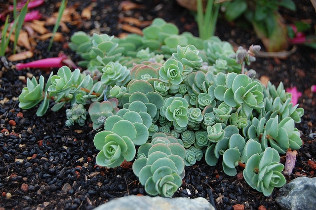 Sedum ewersii (Sedum ewersii)
