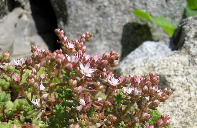 Orpin hirsute (Sedum hirsutum)