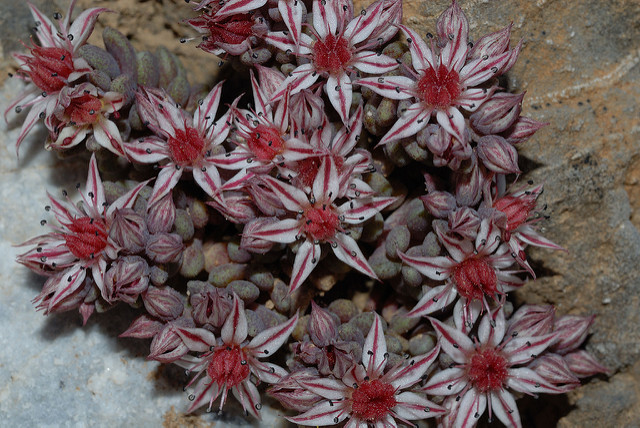 Sedum hispanicum