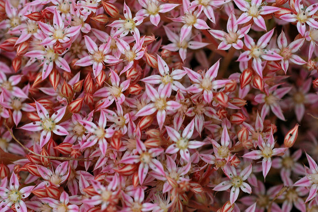 Sedum hispanicum