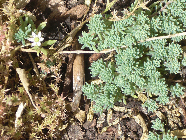 Sedum hispanicum
