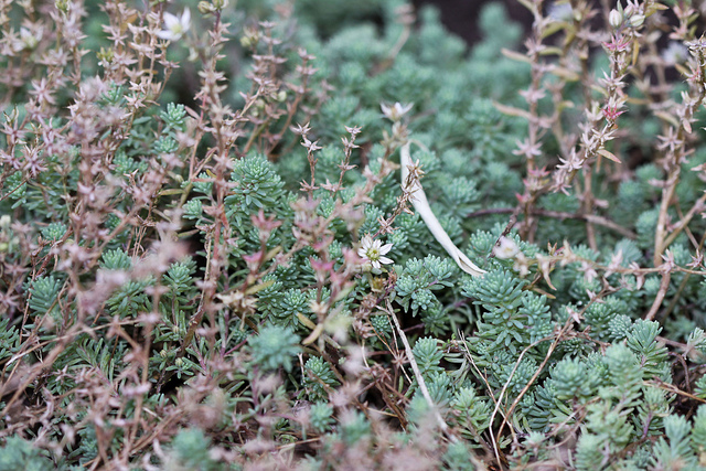 Sedum hispanicum