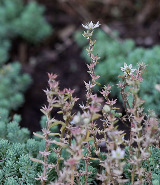Sedum hispanicum