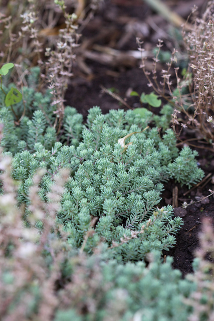 Sedum hispanicum