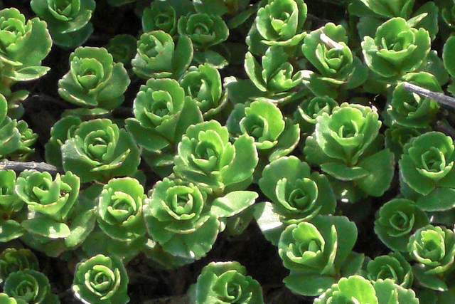 Orpin du kamtschaka (Sedum kamtschaticum)