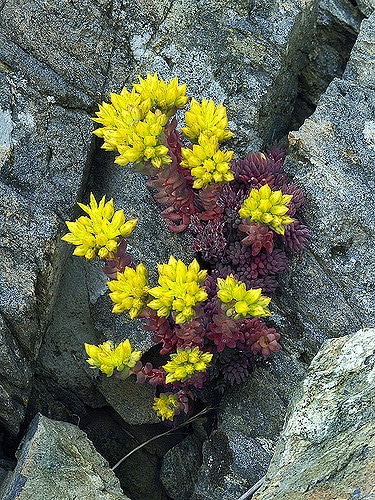 Sedum lanceolatum