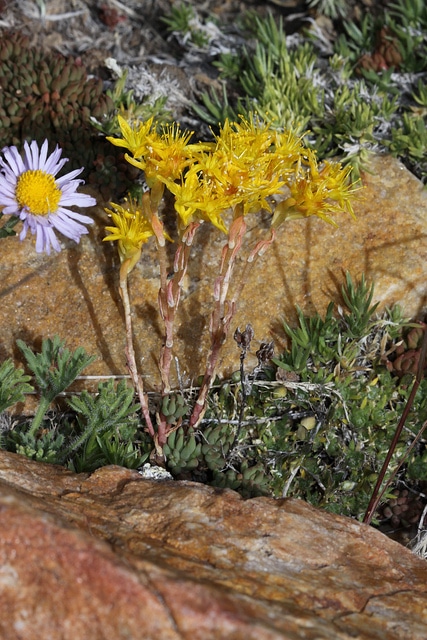 Sedum lanceolatum