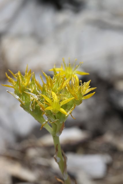 Sedum lanceolatum