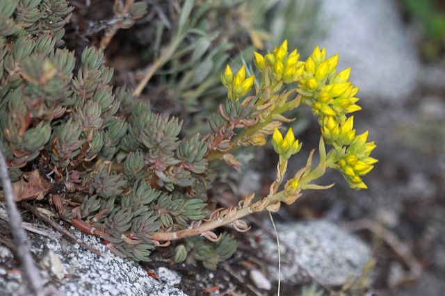 Sedum lanceolatum