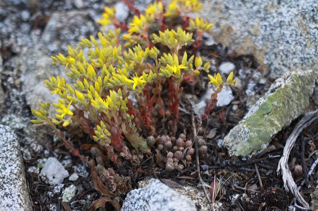 Sedum lanceolatum
