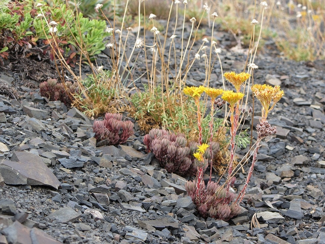 Sedum lanceolatum (Sedum lanceolatum)
