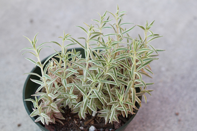 Orpin linéaire (Sedum lineare)