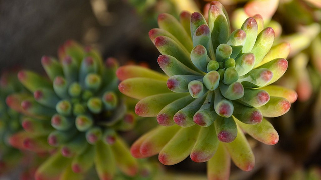 Orpin lydium (Sedum lydium)