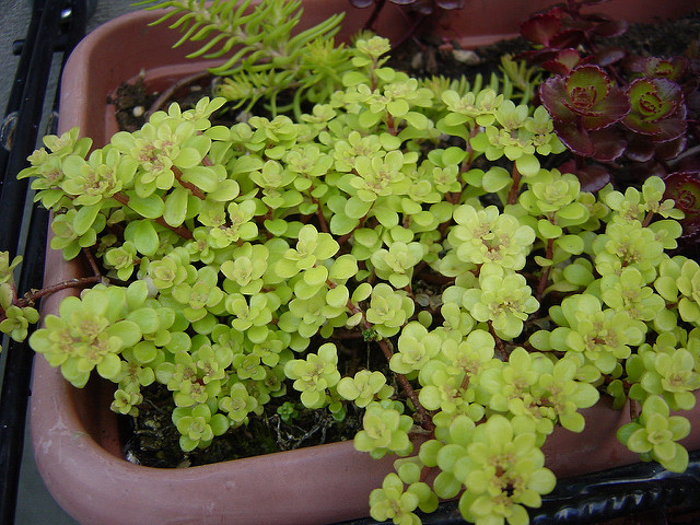 Sedum makinoi