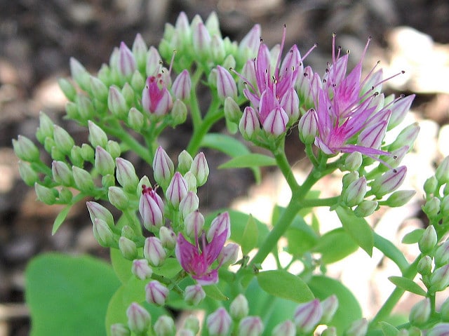 Sedum maximum