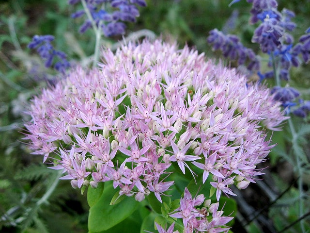 Sedum maximum