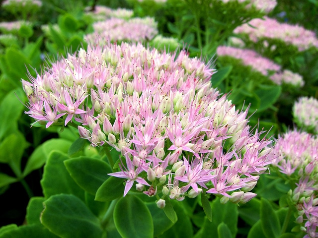 Sedum maximum