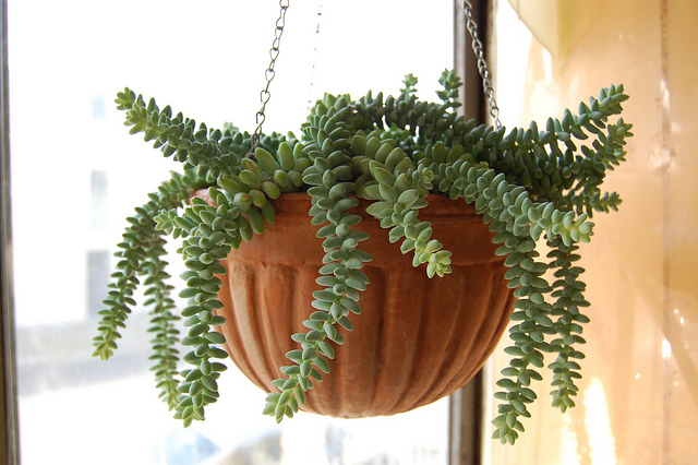 Orpin de morgane (Sedum morganianum)