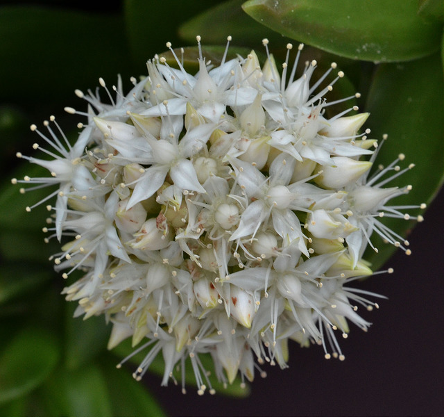 Orpin nussbaumerianum