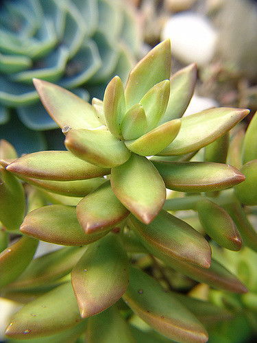 Orpin nussbaumerianum