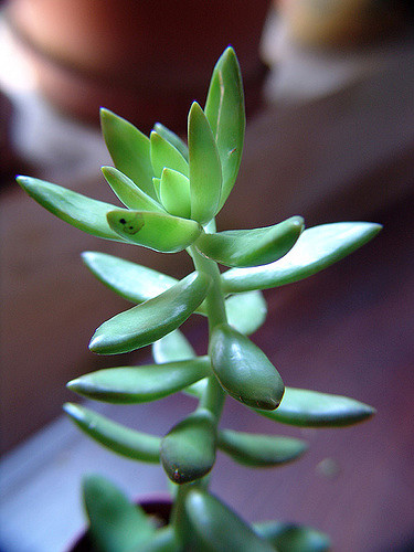 Orpin nussbaumerianum