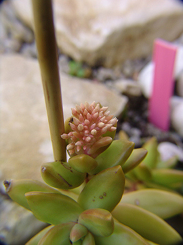 Orpin nussbaumerianum