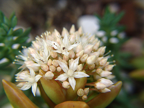 Orpin nussbaumerianum (Sedum nussbaumerianum)