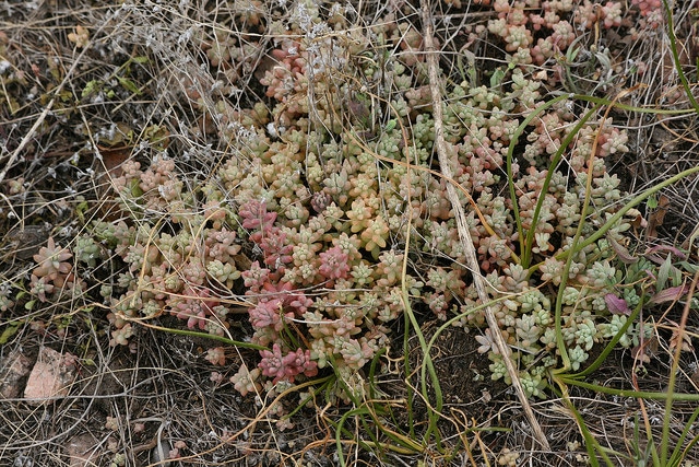 Sedum nuttalianum (Sedum nuttallianum)