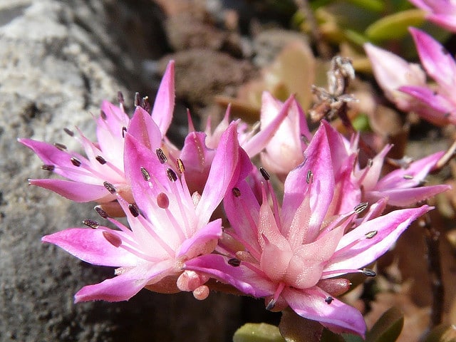 Sedum obtusifolium