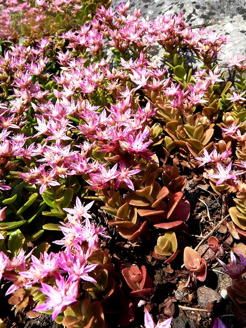 Sedum obtusifolium