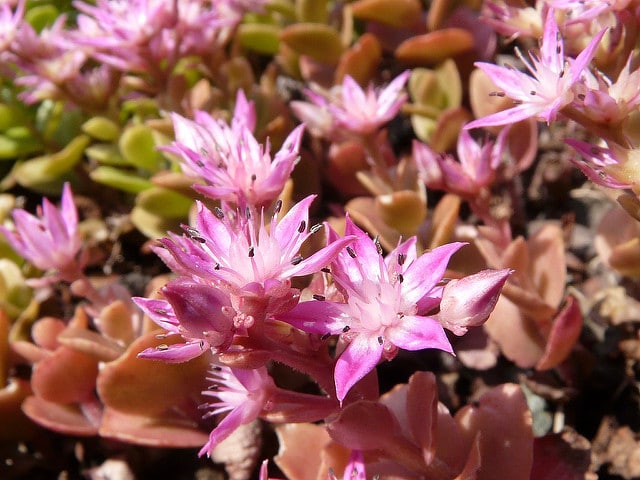 Sedum obtusifolium