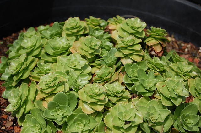 Sedum obtusifolium (Sedum obtusifolium)