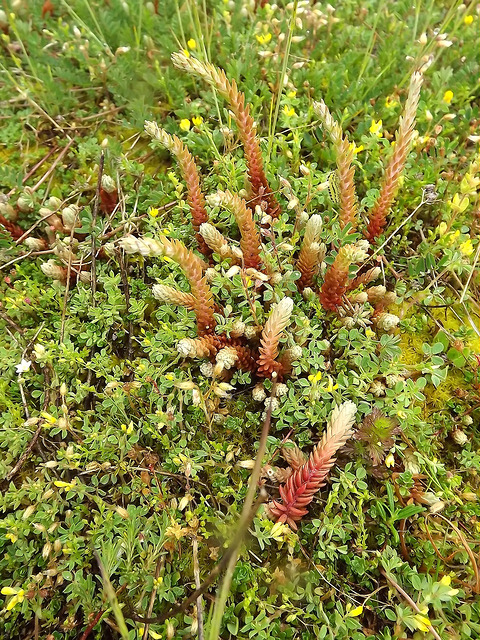 Orpin à pétales droits (Sedum ochroleucum)