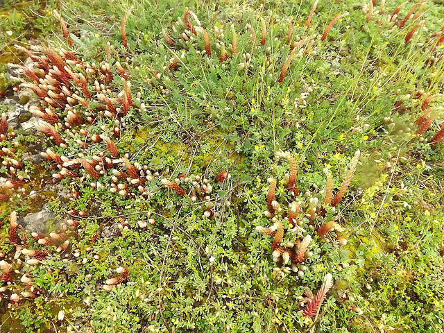 Orpin à pétales droits