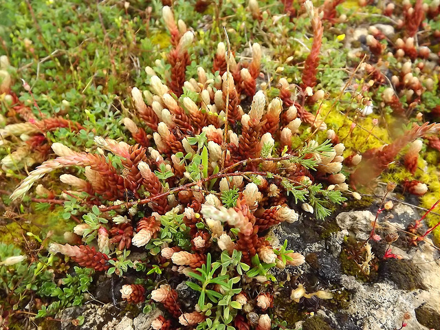 Orpin à pétales droits