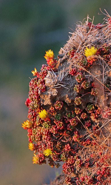 Sedum oreganum