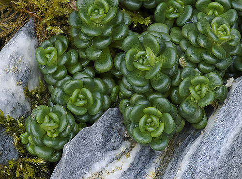 Sedum oreganum