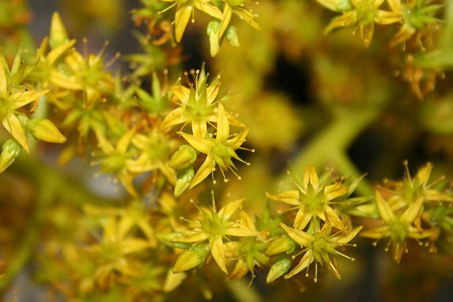 Sedum oreganum