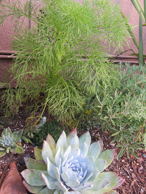 Sedum oreganum