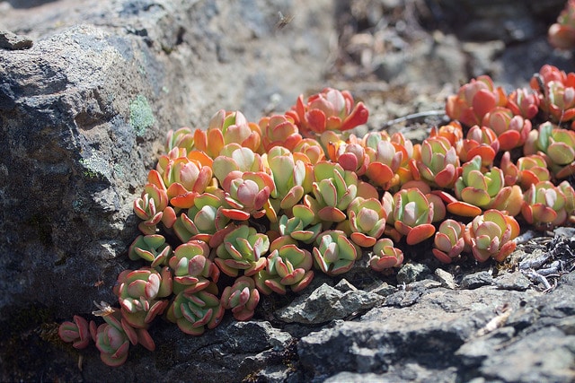 Sedum oregonense (Sedum oregonense)