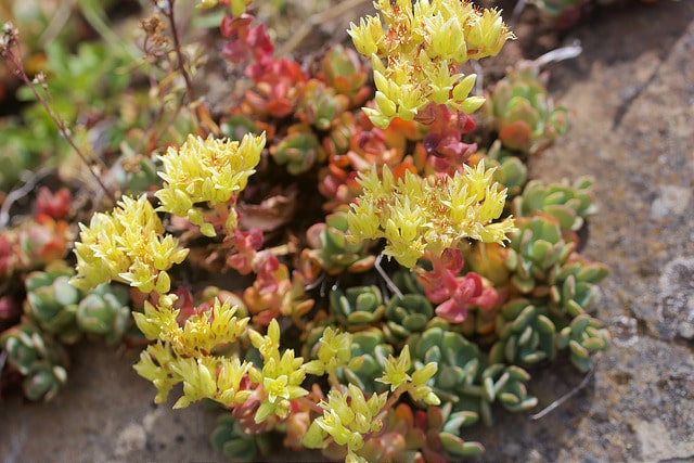 Sedum oregonense