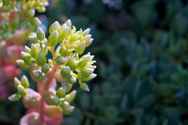 Sedum oregonense