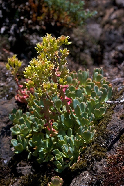 Sedum oregonense