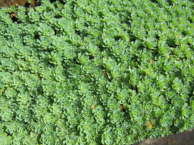 Orpin pachyclados