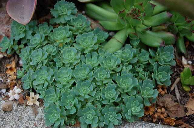Orpin pachyclados