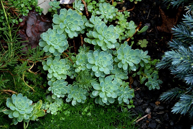 Orpin pachyclados (Sedum pachyclados)